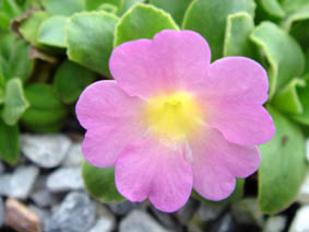 Primula allionii x 'Hemswell Blush'